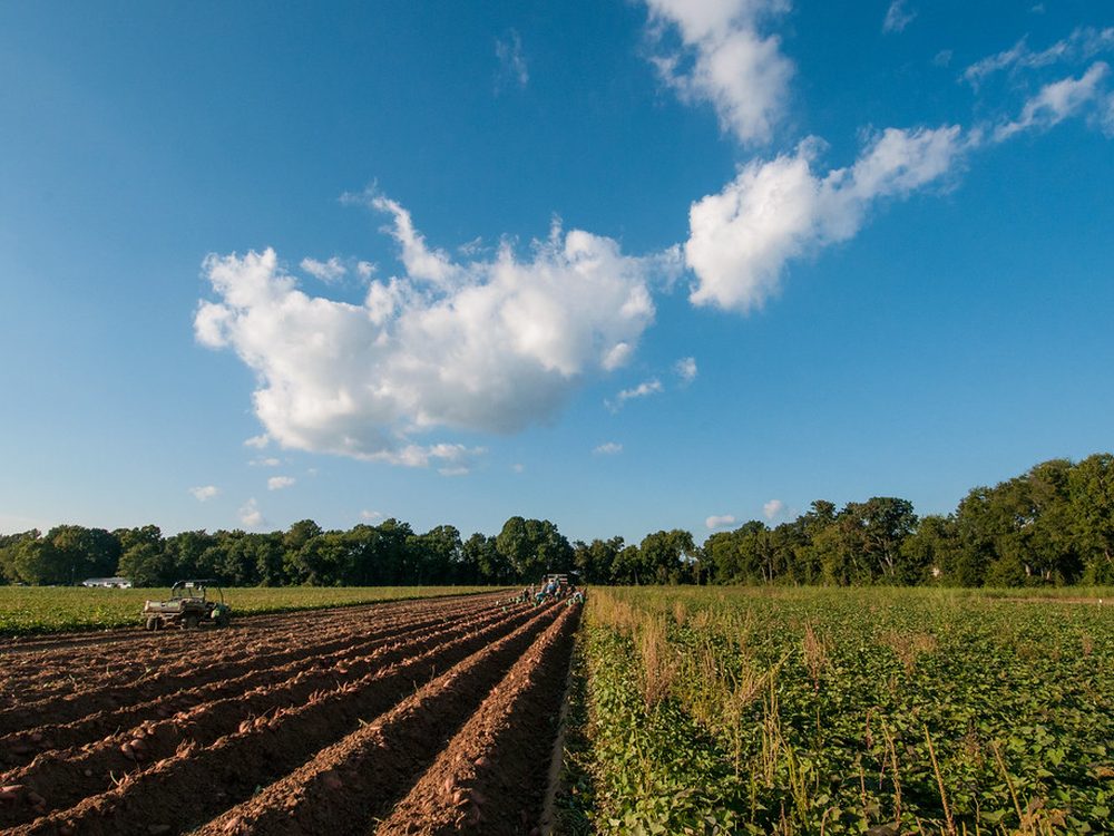 Cover crop and living groundcover