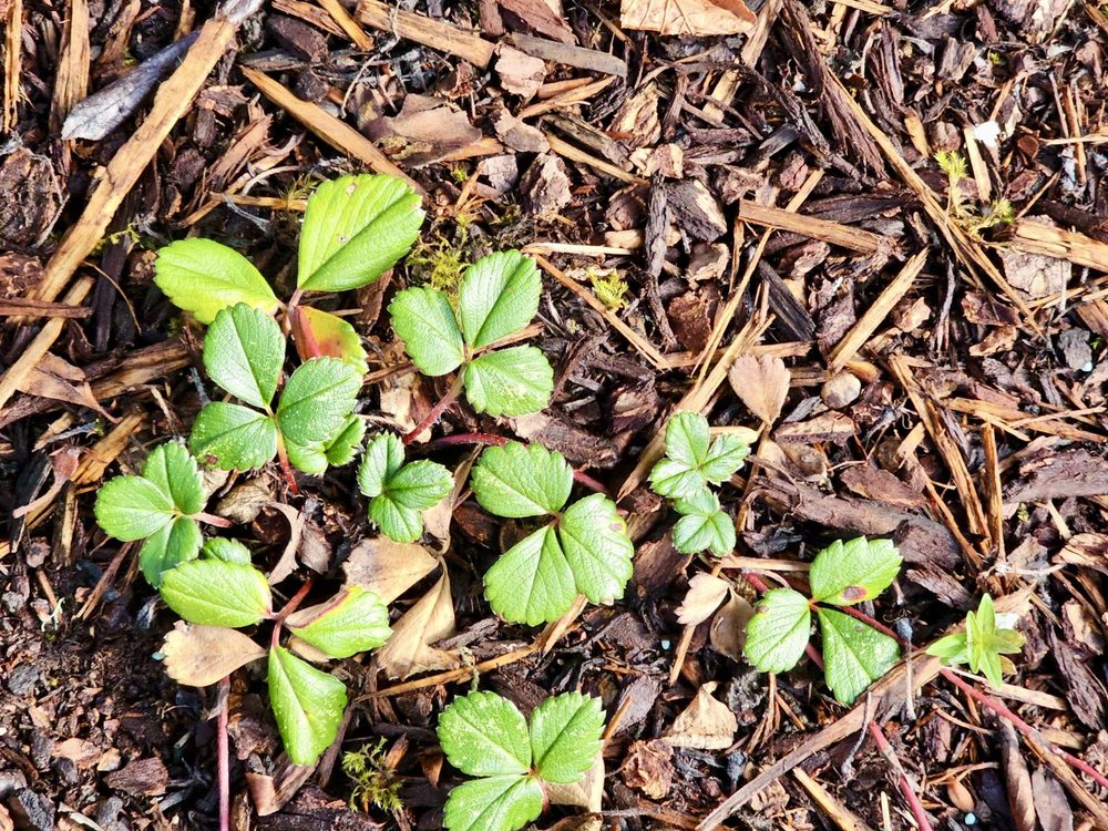 Bark mulch conserving soil moisture
