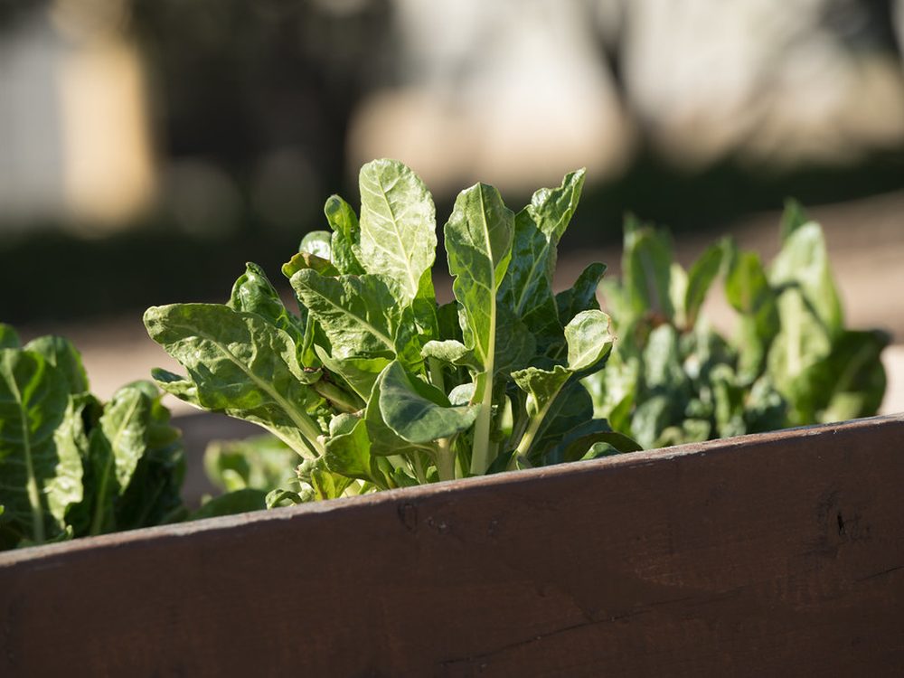 Raised beds built from reclaimed timber